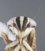 Head: !! display not done !! on Eusceloidia v-nigrum Linnavuori, 1954: Head/Face. (Observation).