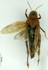 CollectionObject 1593035; 024526d7-5c7a-425c-8b1c-d614d1278e30: female, dorsal view (syntype of Bryodema luctuosum lugens). (CollectionObject).