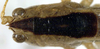 CollectionObject 1531535; 6a6e5aee-c08f-4ea4-a82b-dc30dabdc301: male head and pronotum, dorsal view (syntype). (CollectionObject).