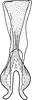 Connective on Drabescus gressitti Evans, 1972: Connective, ventral view. (Observation).