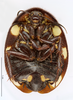 CollectionObject 1587496; MNHN(SF IMPORT DUPLICATE) MNHN-EP-EP767, 6635d6b0-c4a9-4a11-834e-082db1d3553b: CC BY-NC-ND 4.0/MNHN - Depraetere Marion - 2014. Paratype, female, of regularis Grandcolas, 1993. Specimen number: MNHN-EP-EP767. http://coldb.mnhn.fr/catalognumber/mnhn/ep/ep767. (CollectionObject).