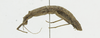 CollectionObject 1563973; 273a9b28-8be4-470b-a9c4-7f5dcdee4ab6: female, lateral view (holotype). (CollectionObject).