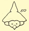 Head: !! display not done !! on Telamona woodruffi Ball, 1925: (Observation).