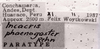 CollectionObject 1526830; 59a8c81b-56eb-4558-954e-15e2febc0fab: labels (paratype). (CollectionObject).