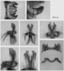 Melanoplus pinaleno Hebard, 1937: male genitalia. (Otu).