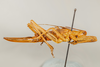 CollectionObject 1499552; 1d0d63ce-255d-4294-ae4d-6189b32e3396: Female, lateral view (allotype). (CollectionObject).