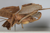 CollectionObject 1505736; 6932ee7b-90c0-4342-b52e-e11960bd6fe8: female, lateral view (syntype). (CollectionObject).