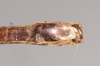 CollectionObject 1562601; NHMUK(SF IMPORT DUPLICATE) 845105, 1e438189-2f6c-48ee-830e-60c22fcab8c0: copyright Natural History Museum, London. male: end of abdomen, ventral view (lectotype). (CollectionObject).