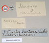 CollectionObject 1559119; 94fcfade-1a87-4e30-92d7-f934d5b8fbc1: copyright Natural History Museum, London. female, data labels (holotype). (CollectionObject).