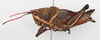 CollectionObject 1504675; f42de5c3-9e25-4862-8841-27df5bb880e4: female, lateral view (holotype of Greyacris variolosa). (CollectionObject).