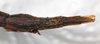 CollectionObject 1561275; NMW 213, 6e8ae930-ea1a-495f-b96e-d59685dcaf13: copyright NMW, Vienna. female: end of abdomen, ventral view (holotype). (CollectionObject).