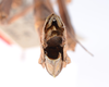 CollectionObject 1557059; c8974540-fb7c-4eb0-8b6a-845b988b2c3e: copyright ZMUH, Hamburg. male: end of abdomen viewed from above of Anisacantha difformis (syntype). (CollectionObject).;CollectionObject 1557060; f11b3972-192c-4031-b398-c47b261b475b: copyright ZMUH, Hamburg. male: end of abdomen viewed from above of Anisacantha difformis (syntype). (CollectionObject).;CollectionObject 1557061; e64ab6b8-4d03-4e84-a132-f4adcee7350b: copyright ZMUH, Hamburg. male: end of abdomen viewed from above of Anisacantha difformis (syntype). (CollectionObject).