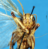 CollectionObject 1507248; 22593c97-8b91-4694-b925-4fe7bd79dd1d, DORSA HSabemicM01: male, frontal view. (CollectionObject).