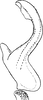 Aedeagus, lateral view on Ebarrius cognatus (Fieber, 1869): Aedeagus, lateral view. (Observation).