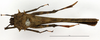 CollectionObject 1575695; 47836739-75ec-4218-96ea-e08585c66c28: male, dorsal view. (CollectionObject).