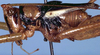CollectionObject 1516948; d350ea1f-db4c-432d-abdc-fbf9dee71550: male head and pronotum, lateral view (holotype). (CollectionObject).
