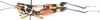 Cranae kuekenthali annulata Ramme, 1941: as kukenthali annulata. lateral view. (Otu).