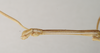 CollectionObject 1558070; NHMUK(SF IMPORT DUPLICATE) 844914, 0a958623-039b-41fa-b1af-2e1d278ce32f: copyright Natural History Museum, London. male: head and thorax, lateral view (holotype). (CollectionObject).