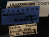 Other on Delphacodes lappae Beamer, 1947: (Observation).