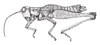 Tingomariacris luteiceps Carbonell & Descamps, 1978: Fig. 50. female, habitus. (Otu).