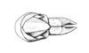 Orotettix andeanus (Bruner, 1913): Fig. 29. female abdomen tip, dorsal view. (Otu).
