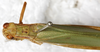 CollectionObject 1566634; NMW 16572, bb069380-97bb-449f-bce5-c22c894aeb8c: female, dorsal view. (CollectionObject).