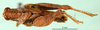 CollectionObject 1479067; a3a32a02-3b95-4004-a591-98a6236dff6b: male, dorsal view (lectotype). (CollectionObject).