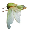 Physophorina livingstonii Westwood, 1874: male, lateral view (Liwale, Tanzania). (Otu).