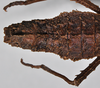 CollectionObject 1558289; NHMUK(SF IMPORT DUPLICATE) BMNH(E)845354, e1c4632b-fddb-4395-82e7-489e6398b8c9: copyright Natural History Museum, London. female: end of abdomen, dorsal view (holotype). (CollectionObject).