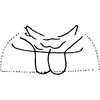 Abdomen, sternal apodemes, ventral view: Abdomen, sternal apodemes, ventral view. (Observation).