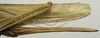 CollectionObject 1535195; a7980e1d-a2ed-41be-adab-e5b3294aa4ba: female ovipositor (holotype). (CollectionObject).