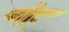 CollectionObject 1532178; 1adf74d6-67cd-4568-838a-21950ab0adc9: male habitus, lateral view (syntype). (CollectionObject).