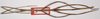 Phobaeticus philippinicus (Hennemann & Conle, 1997): copyright F. Hennemann. female juv. (paratype). (Otu).