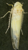 Habitus, dorsal view on Edwardsiana lamellaris (Ribaut, 1931): Habitus (male). (Observation).