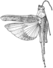 Heliastus sumichrasti (Saussure, 1861): P. 403, Fig. 1 (after type). female, dorsal view (H. costaricensis). (Otu).