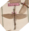 CollectionObject 1560985; NMW 226, 1ec49464-862b-4145-aa17-cef04c0d51bd: copyright NMW, Vienna. male, dorsal view Perliodes nigrogranulosus (syntype). (CollectionObject).