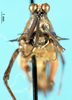 CollectionObject 1581431; 0681d02d-347a-4b32-8d4c-604db760a8d3: female, frontal view (paratype). (CollectionObject).