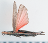 CollectionObject 1506823; 0bebff1e-1a55-4f95-923f-185979b96846: male, dorsal view (holotype). (CollectionObject).