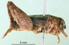 CollectionObject 1500760; f05baea1-9bd1-4109-8111-1aab8a4f5a1d: male, lateral view (holotype or lectoytpe of Modicogryllus laqueatus). (CollectionObject).