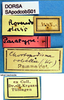 CollectionObject 1530806; cec5ac90-6b09-4042-b03f-8113768a3ac9: labels (syntype). (CollectionObject).
