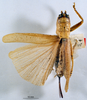 CollectionObject 1541588; 6251f57d-0868-4409-a149-8e0a8e5fcab6, MNHN3225833: female, dorsal view (plesiotype). (CollectionObject).