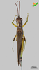 CollectionObject 2277239; 710cb5f6-e533-47fd-ad7d-70d39f276e77, Unioeste Cascavel K-1290: Female, dorsal view. (CollectionObject).