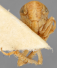 Head on Diacra pauca Emeljanov, 1969: holotype. (Observation).