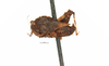 CollectionObject 1567149; 6d8c0fe4-da0c-47c1-b177-34d43bc57a56: male, lateral view (holotype). (CollectionObject).