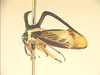 Maarbarus Distant, 1908: _Maarbarus_. (Otu).