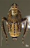 Habitus, dorsal view on Bretega orbiverpa Stiller, 2017: Habitus, male, dorsal view. (Observation).