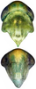 Head on Distantasca serratipenis (Qin & Zhang, 2007): Head. (Observation).