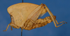 CollectionObject 1518109; 5a89cda0-551b-448e-8817-21a2ffb9994b, NHMUK010362943: female, lateral view (holotype). (CollectionObject).
