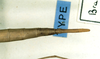 CollectionObject 1557489; 87658d7b-9eff-44d0-8dc5-10bb6b482ec9: copyright CUMZ, Cambridge. female:end of abdomen, dorsal view (syntype). (CollectionObject).