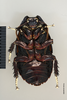 CollectionObject 1553306; bb827418-3b27-44dd-891c-35c56aedf1e6: Copyright Natural History Museum, London. Adult male, ventral. (CollectionObject).